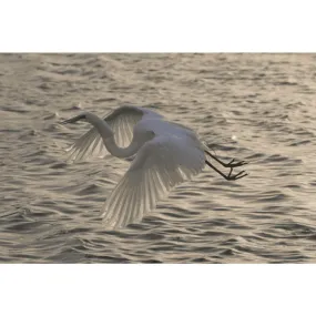Egret Flying at Dusk, Giclee, Photography