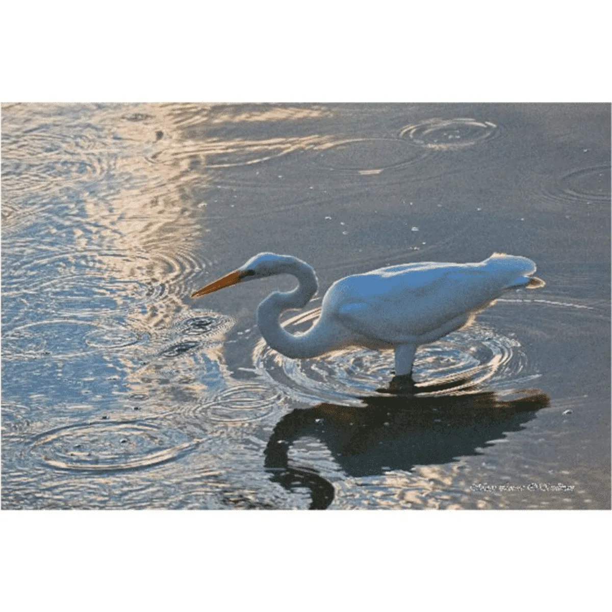 Great Egret in patterns, Photography on Canvas