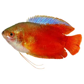 Male Dwarf Gourami Fish 4.5cm